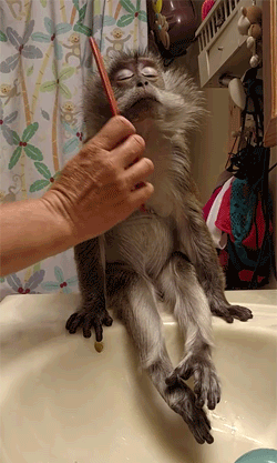 monkey grooming comb